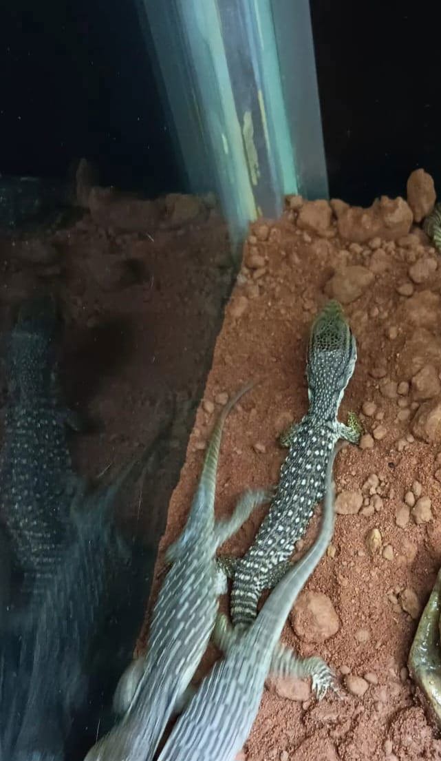 Steppenwaran NZ (Varanus exanthematicus)