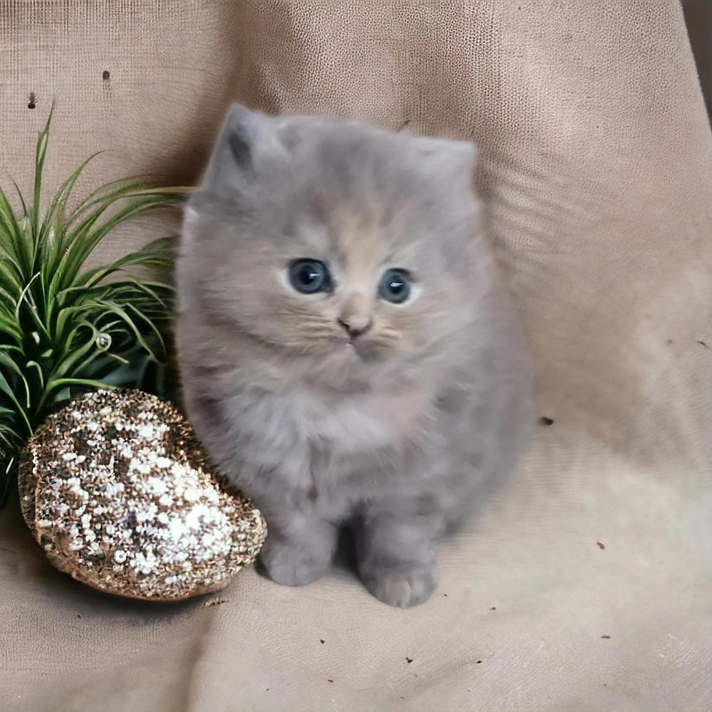 BLH Kitten mit Stammbaum
