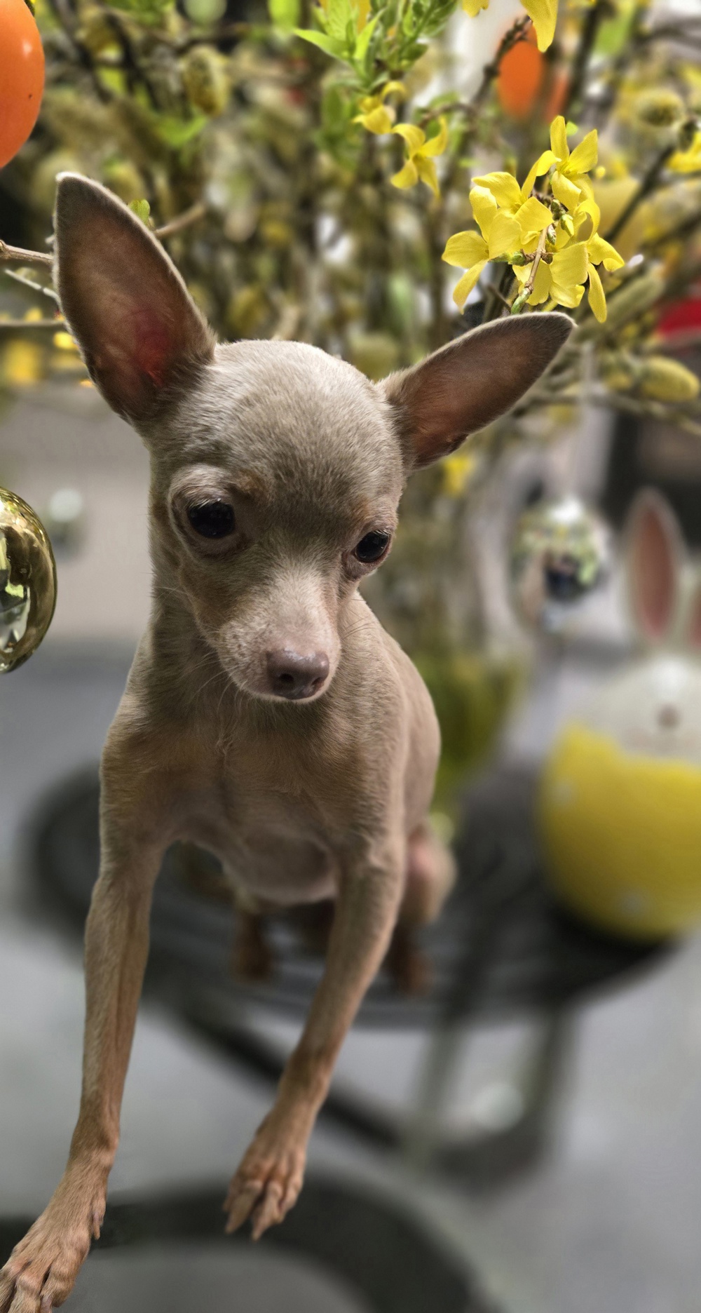 Dekrüde!!! Reinrassige Toy-terrier 