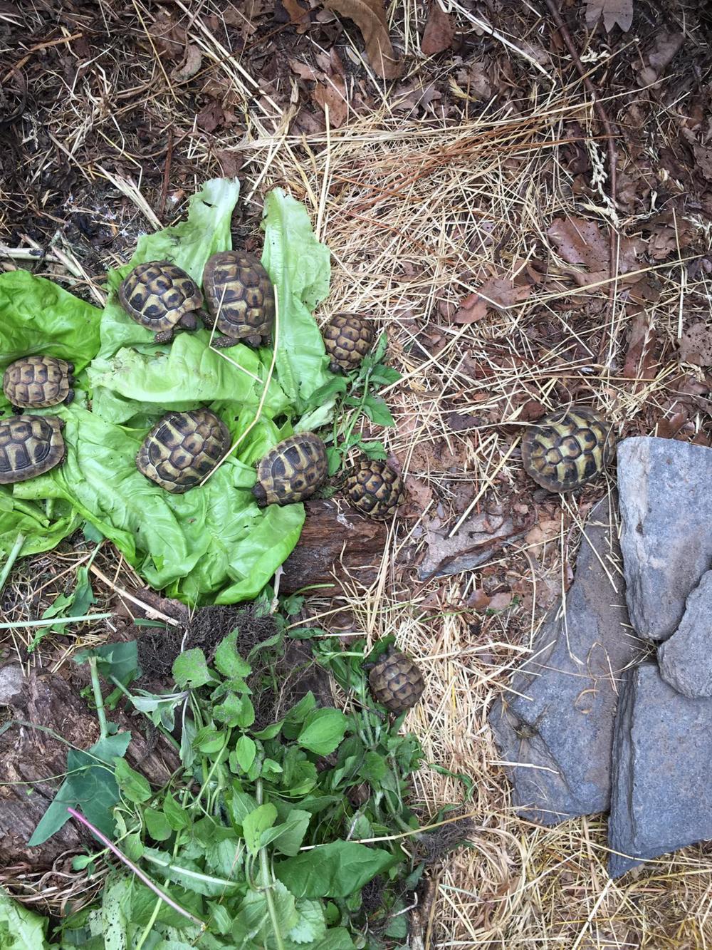 Griechische Landschildkröten