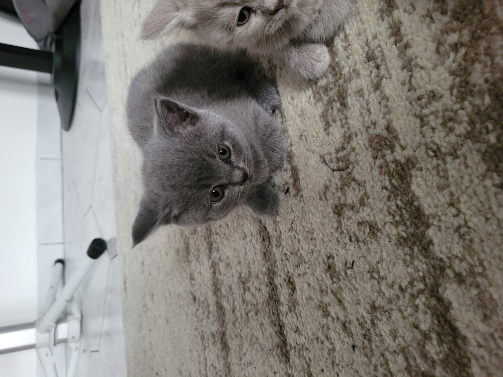 BKH Kitten zu verkaufen 900 