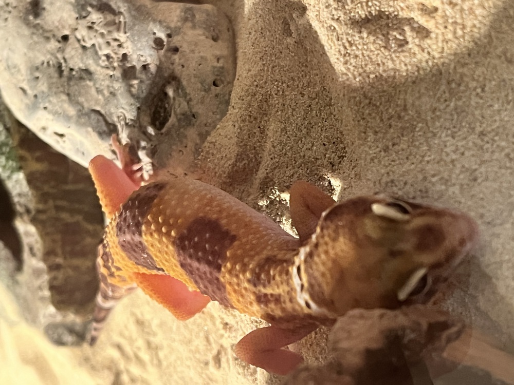 Leoparden Gecko Männchen