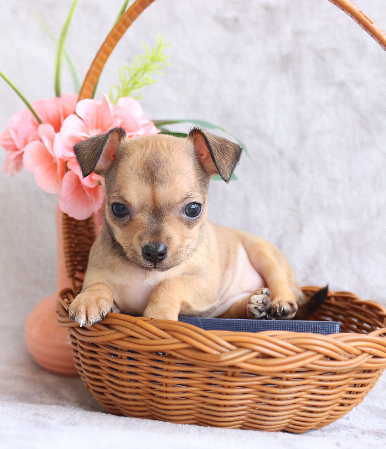atemberaubende Chihuahua-Welpen