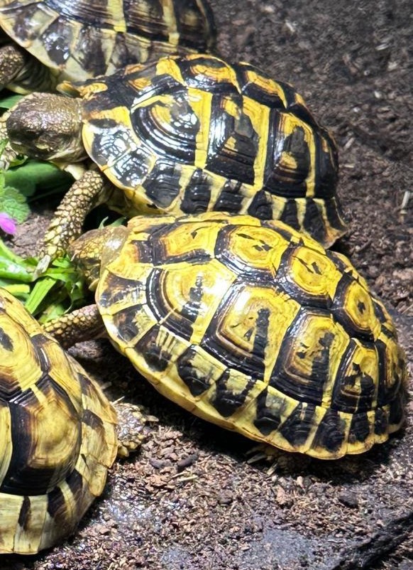 Pärchen Griechische Landschildkröten (semi-adult) 