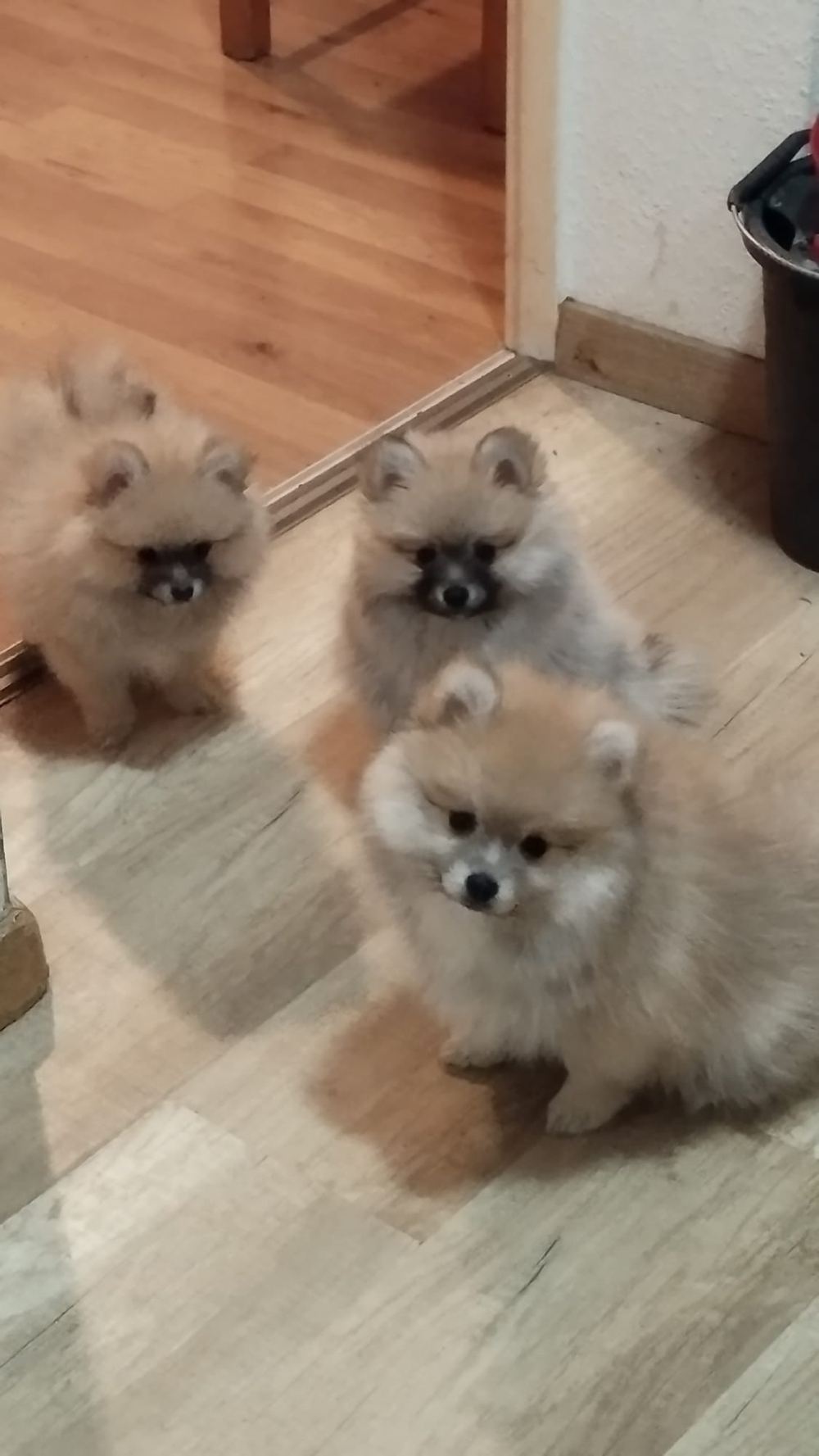 Verkaufe meine 3 Zwergspitz Pomeranian