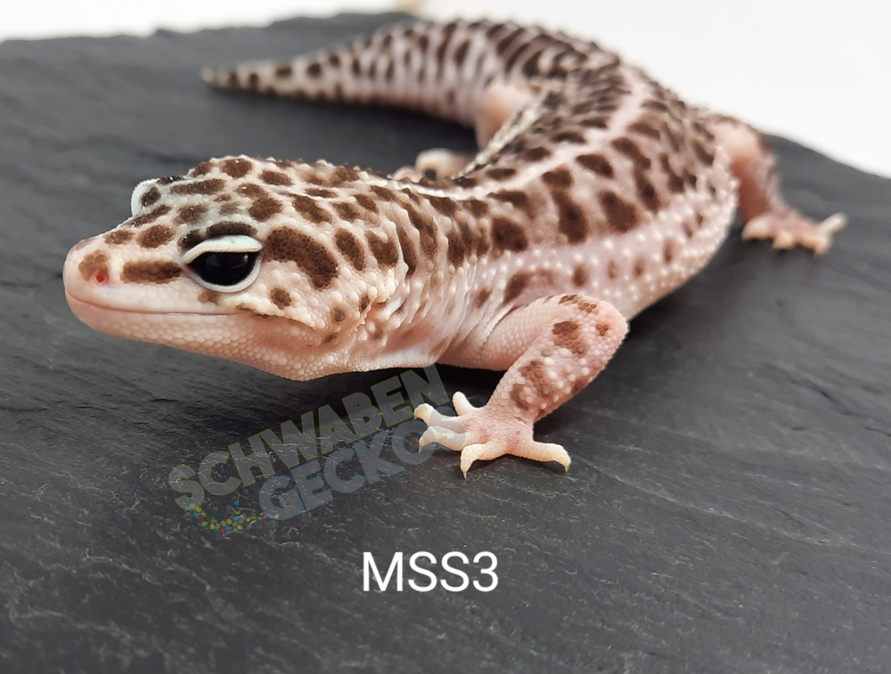 Leopardgecko * Mack Super Snow* MSS Bell