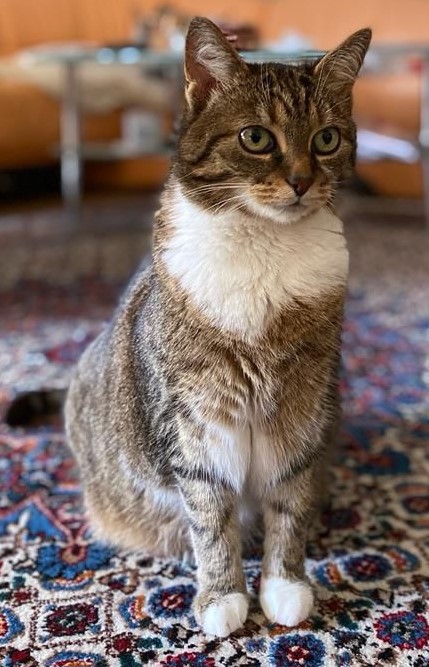 liebe verschmuste weibliche Katze 8 Jahre nur in Einzelhaltung v. Tierschutz