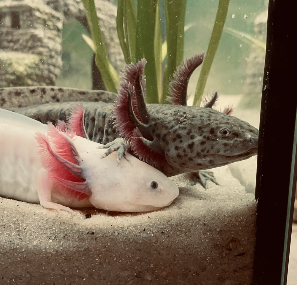 2 Axolotl Männchen suchen neues Zuhause 