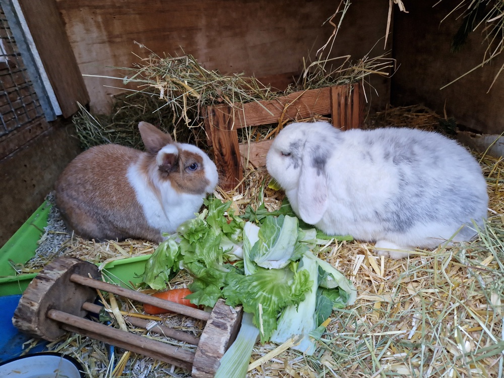 Kaninchen Fritz und Flöckchen