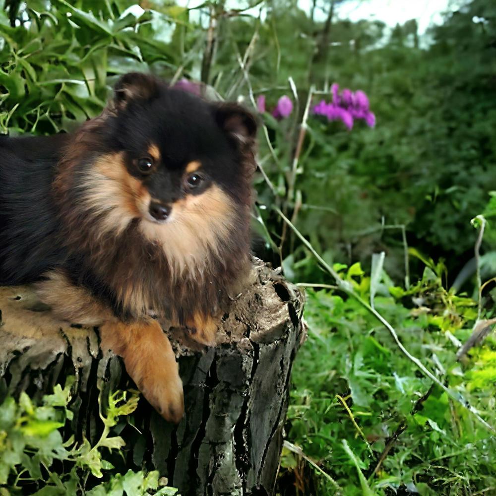 Pomeranian Zwergspitzwelpen