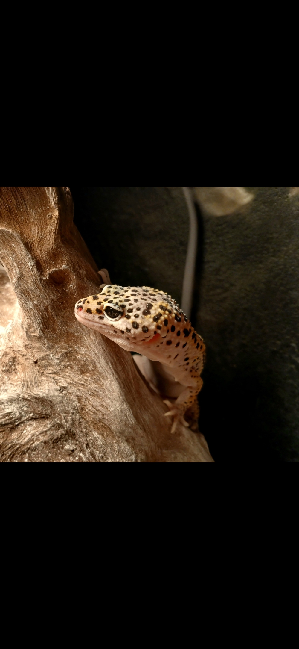 1.0 Leopardgecko