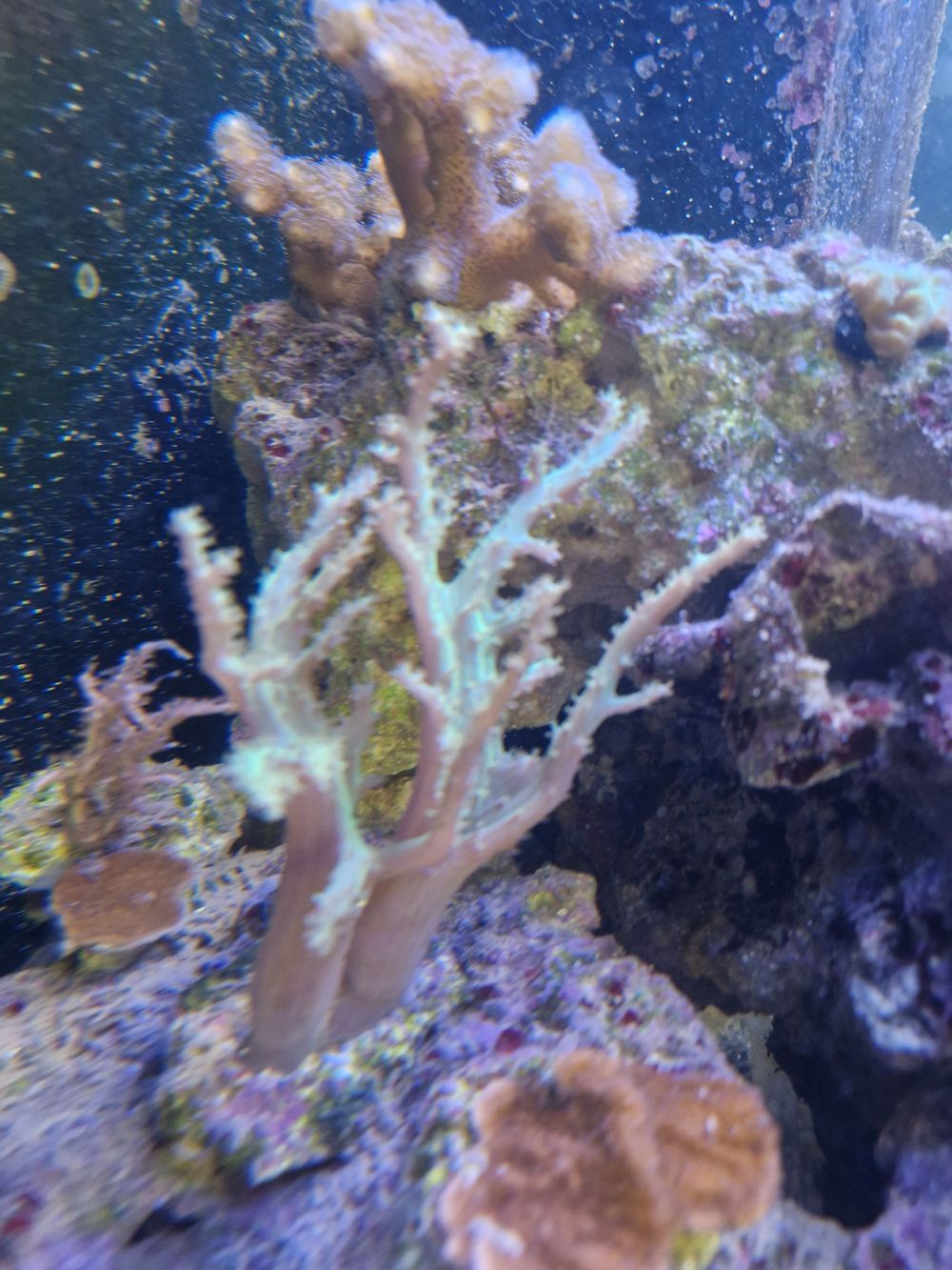 Meerwasseraquarium Meerwasser Korallen Ableger 