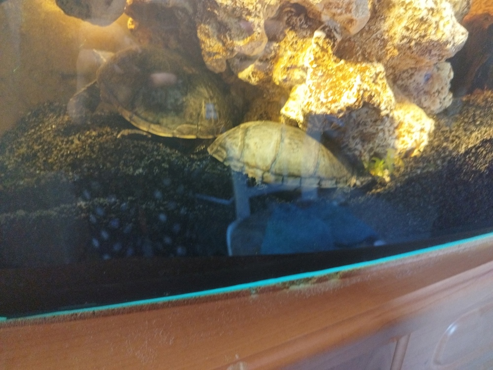 Moschusschildkröten 