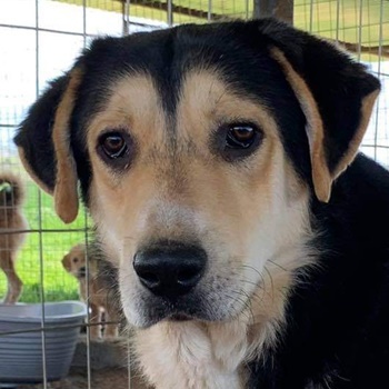  Pamelaki, geb. ca. 04 2019, lebt in GRIECHENLAND auf Gelände, wo Hunde notdürftig versorgt werden