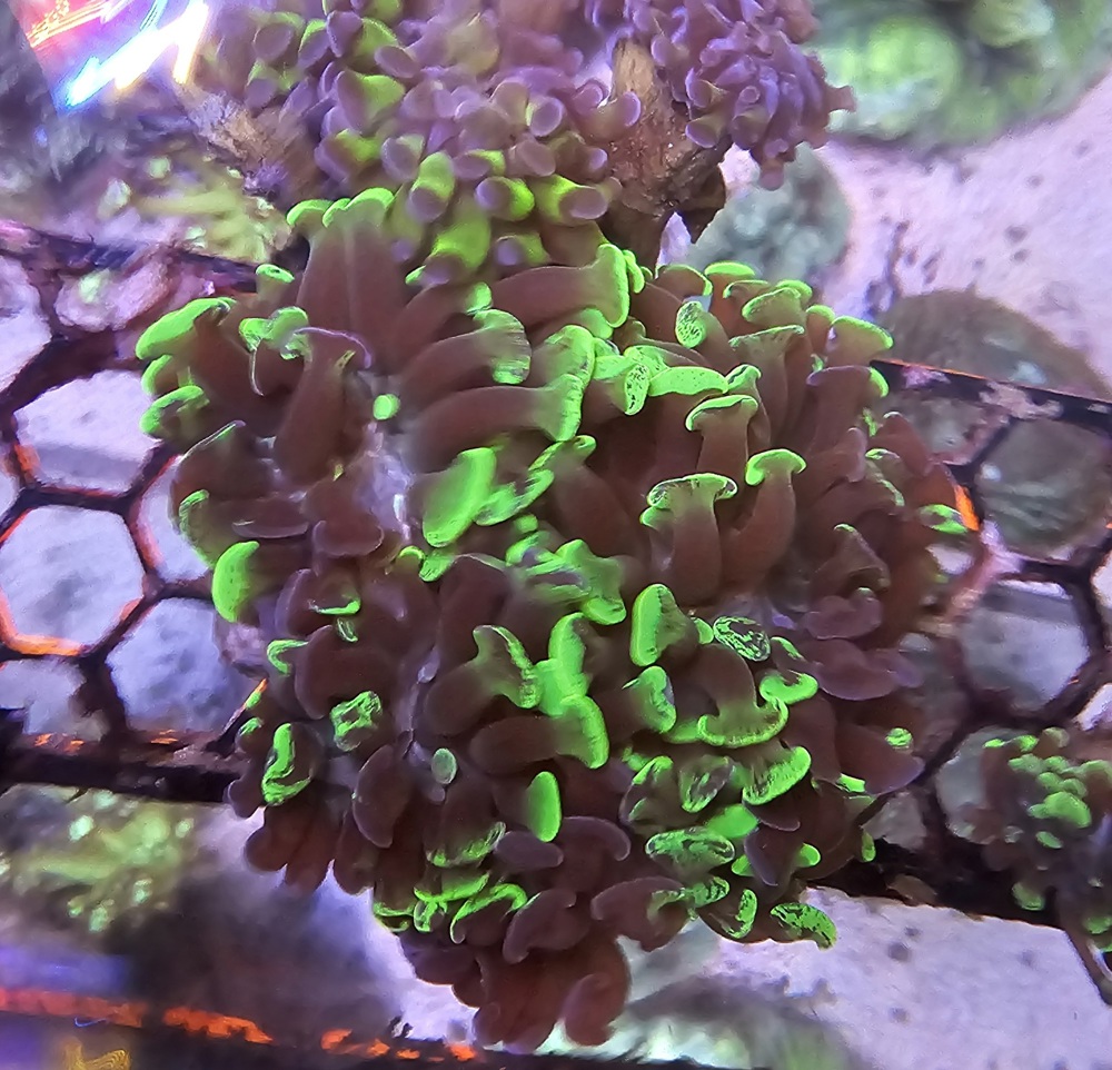 Meerwasser Korallen 