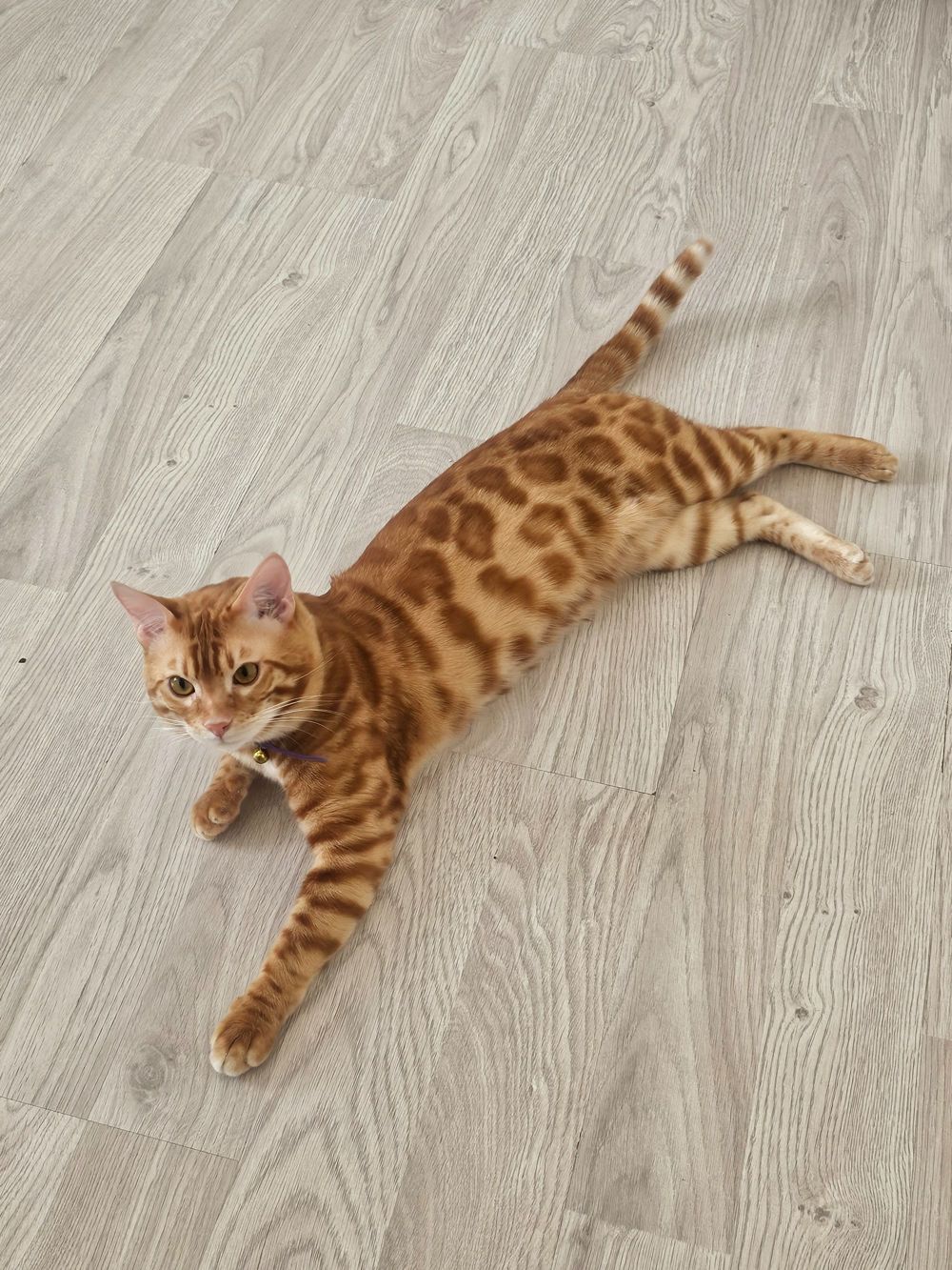 Rote Bengal Deckkater 