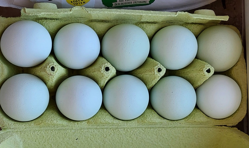 Bruteier Grünleger Blauleger 