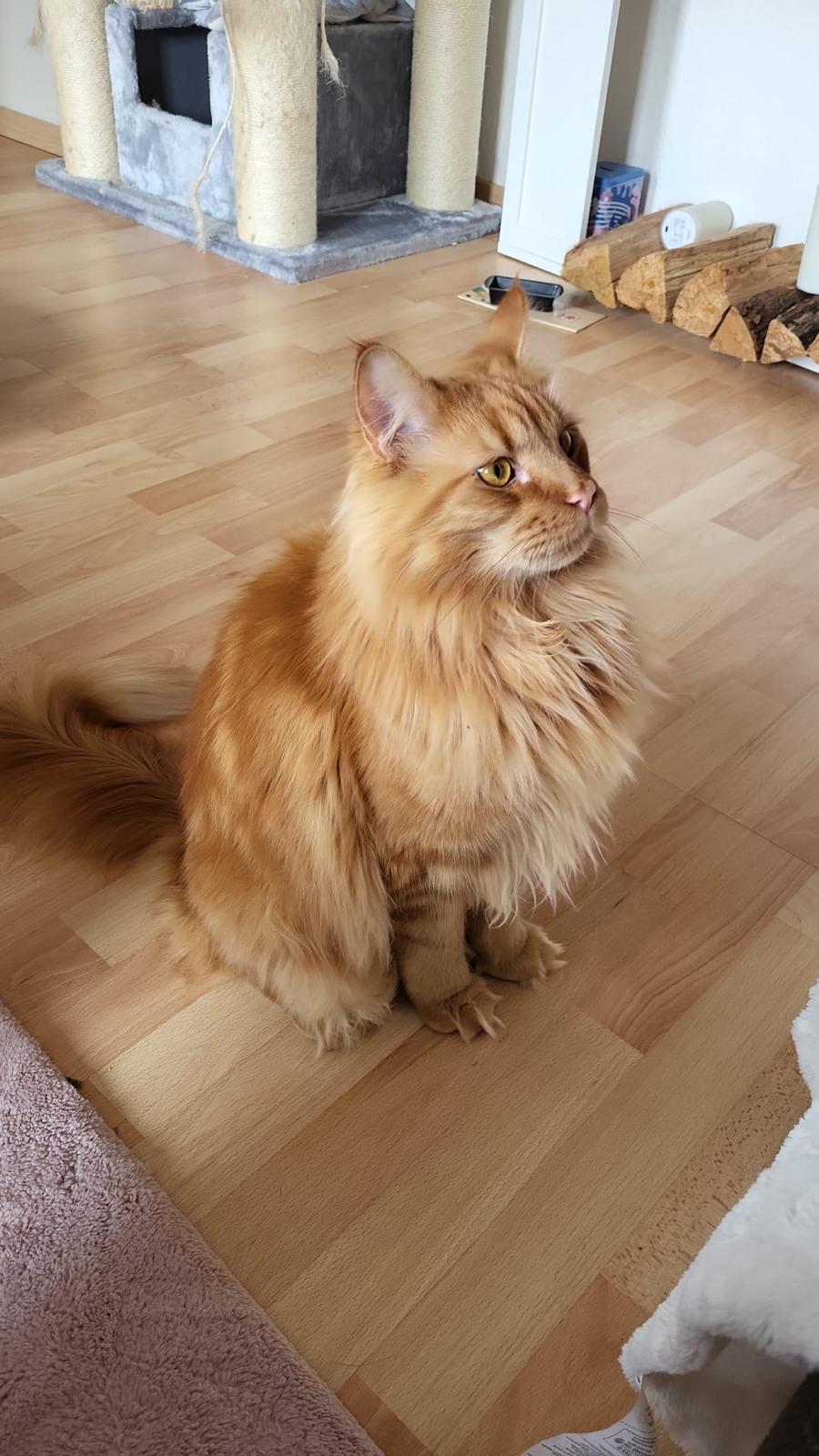 Maine Coon Kater 2 Jahre
