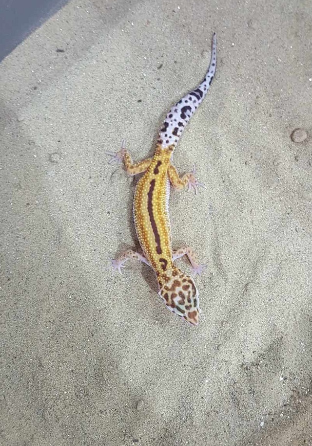 Biete schöne Leopardgeckos in verschiedenen Farbmorphen