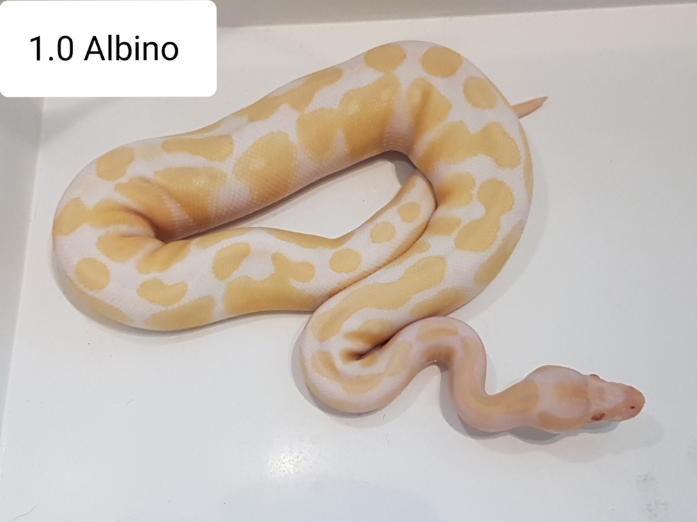 1.0 Albino 