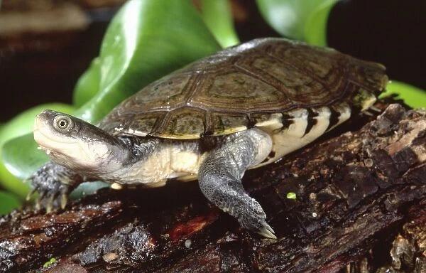 6 Starrbrustpelomedusen-Schildkröten