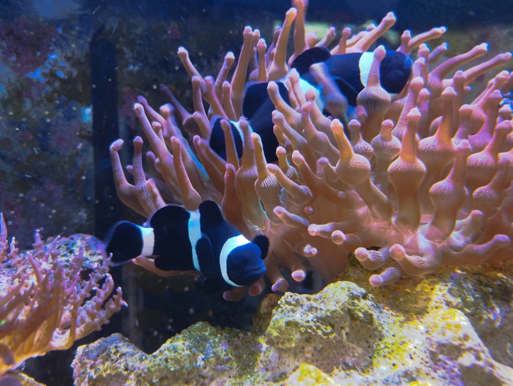 falscher Clownfisch Full Black Pärchen inkl. Anemone Merrwasser Aquarium 