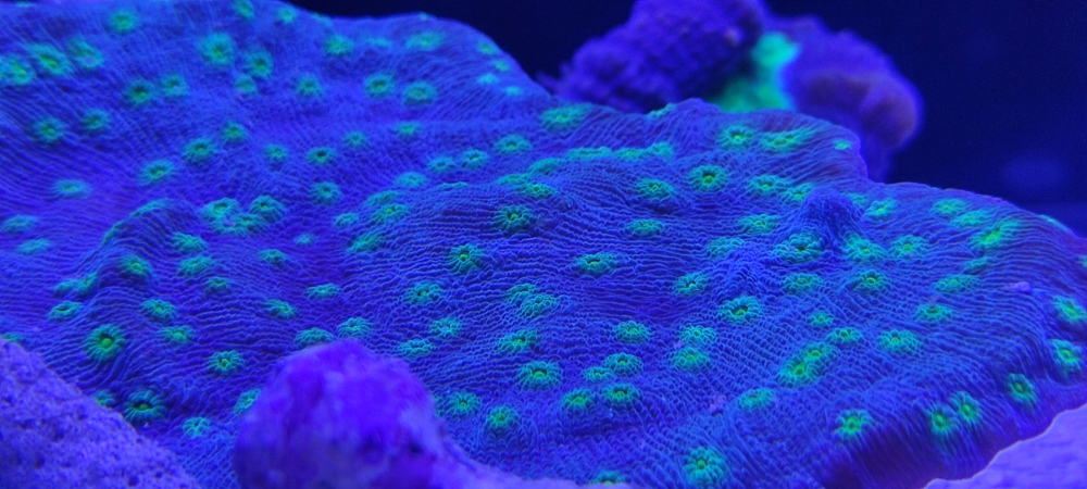 Echinopora lamellosa 15x5cm Meerwasser Koralle 