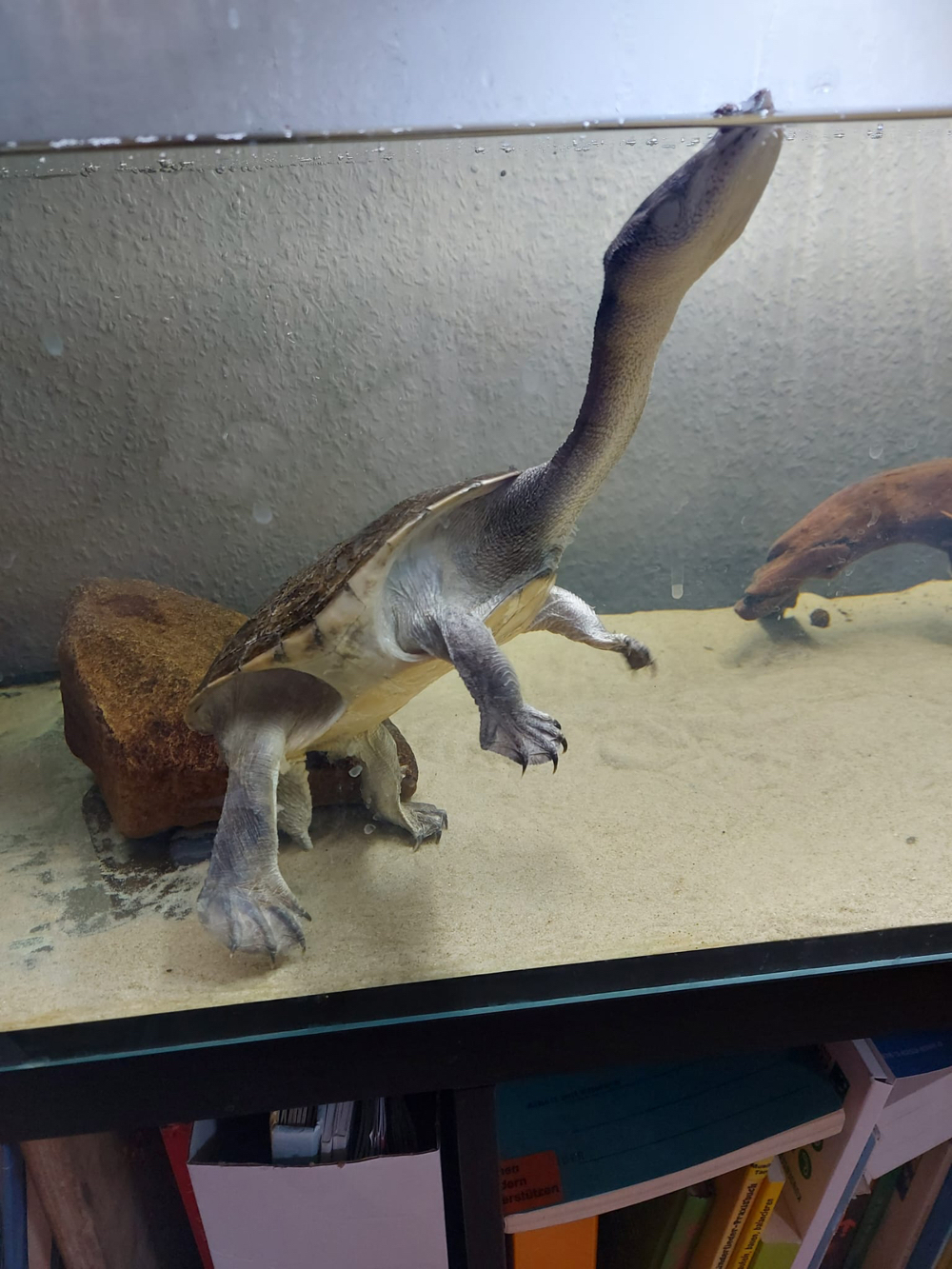 Siebenrock-Schlangenhalsschildkröte Wasserschildkröte