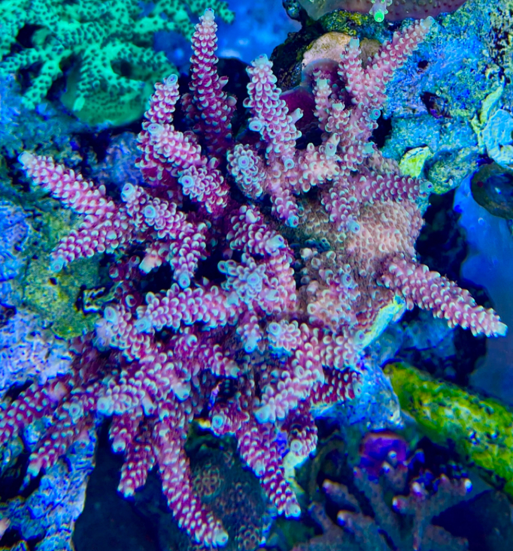 Acropora Dragon Breath koralle meerwasser 