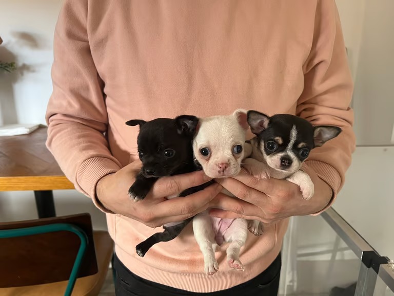 2 Reinrassige Chihuahuawelpen Suchen Ihr Traumschloss !