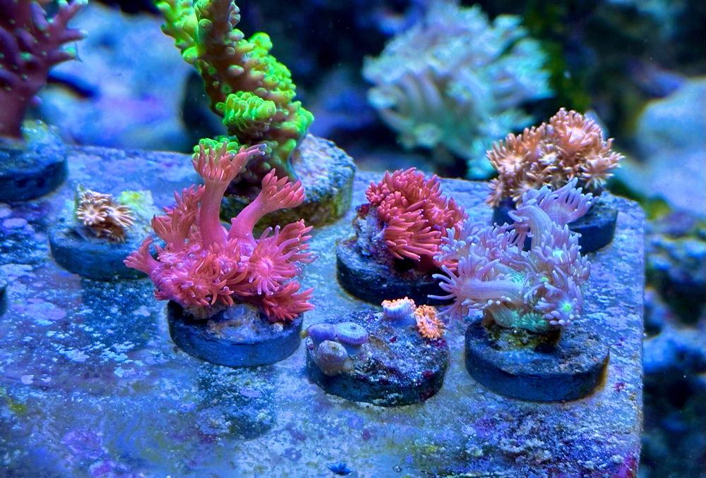 Goniopora Meerwasser Ableger Koralle