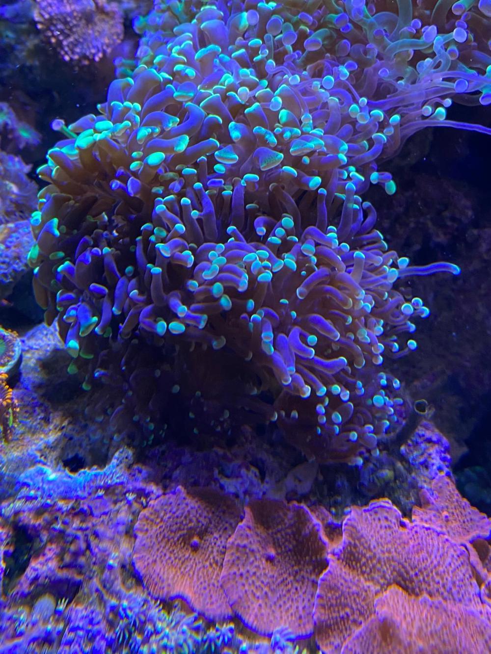 Euphyllia paradivisa dunkle Tentakeln mit grünen Tips 