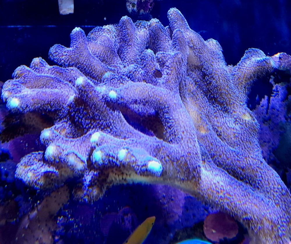 Stylophora Pistillata  (Milka)  Korallenableger 