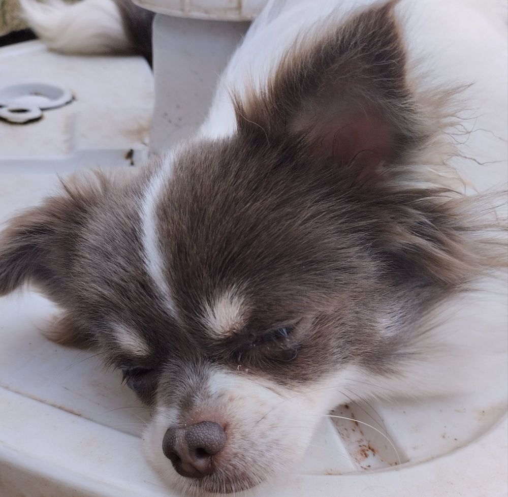 Süßer Chihuahuawelpe Rüde sucht Traumzuhause