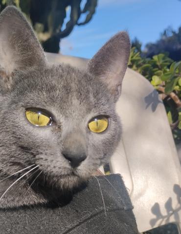 Ataxie-Kätzchen Tapeni in FFM (ALO)