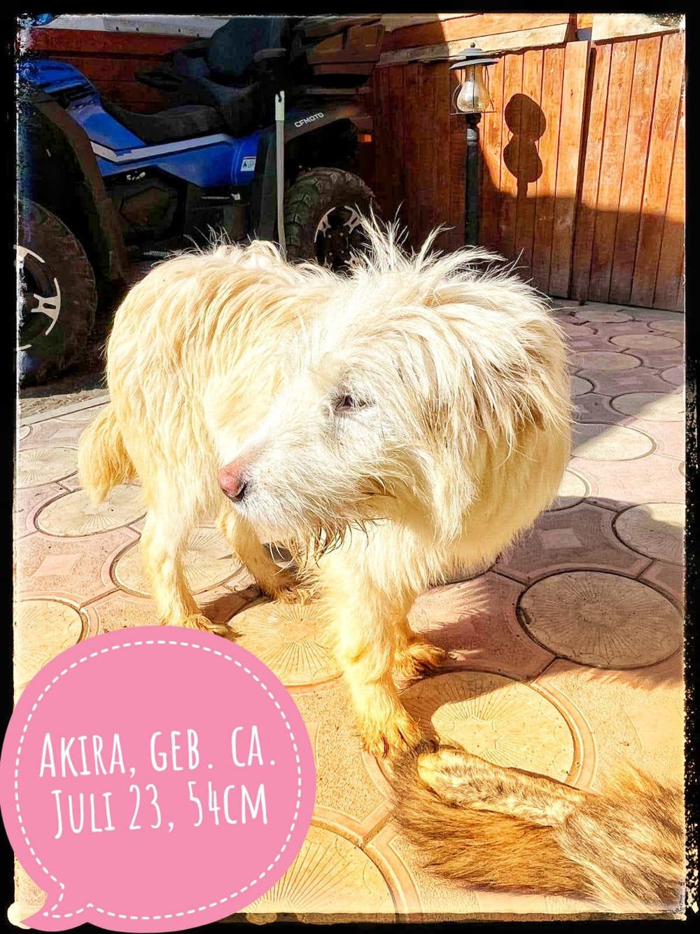 Akira - die bildhübsche Hundedame sucht ein Zuhause