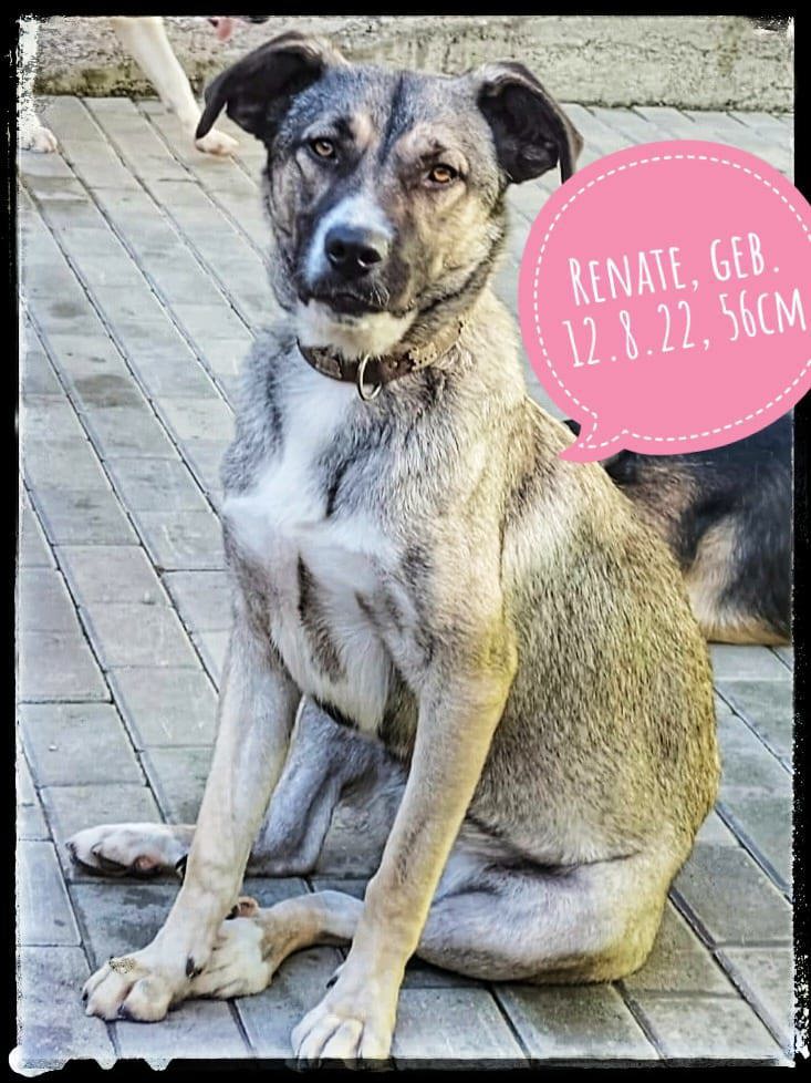 Renate - das souveräne und liebevolle Hundemädchen möchte endlich bei ihren eigenen Menschen leben