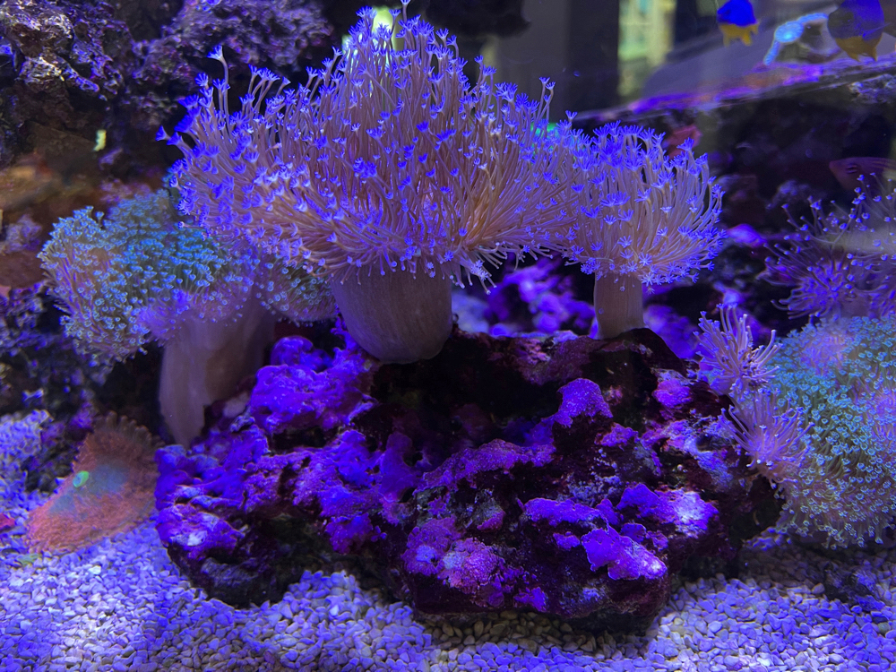 Meerwasser Korallen