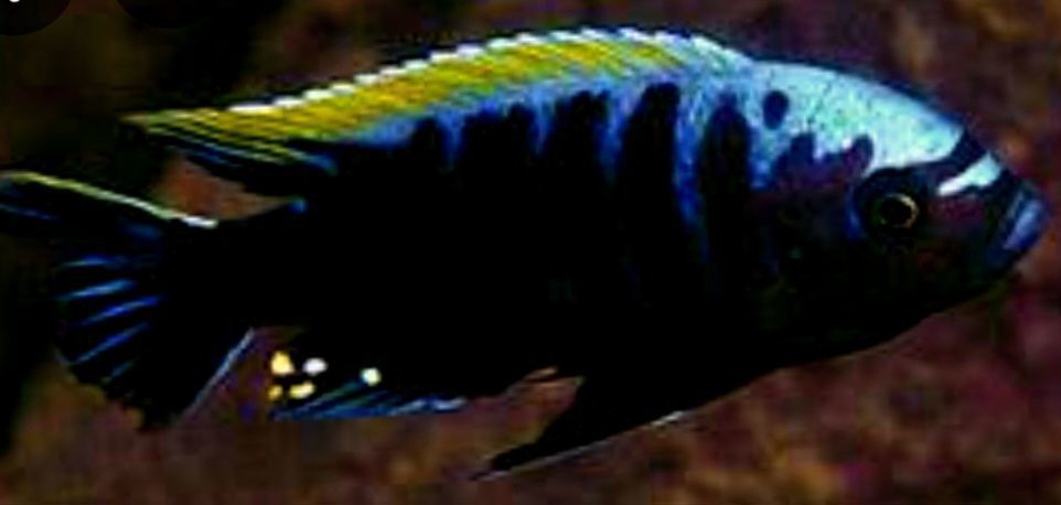 6-8 Cynotilapia aurifrons nkhata bay DNZ