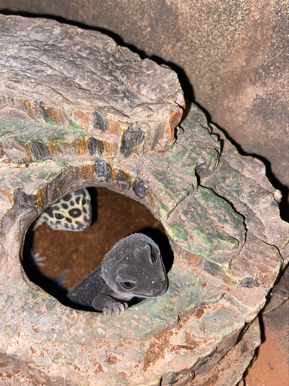 Leopardgecko's Weibchen