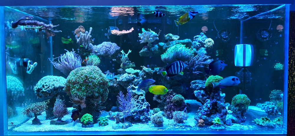 Meerwasser Korallen SPS LPS Weiche