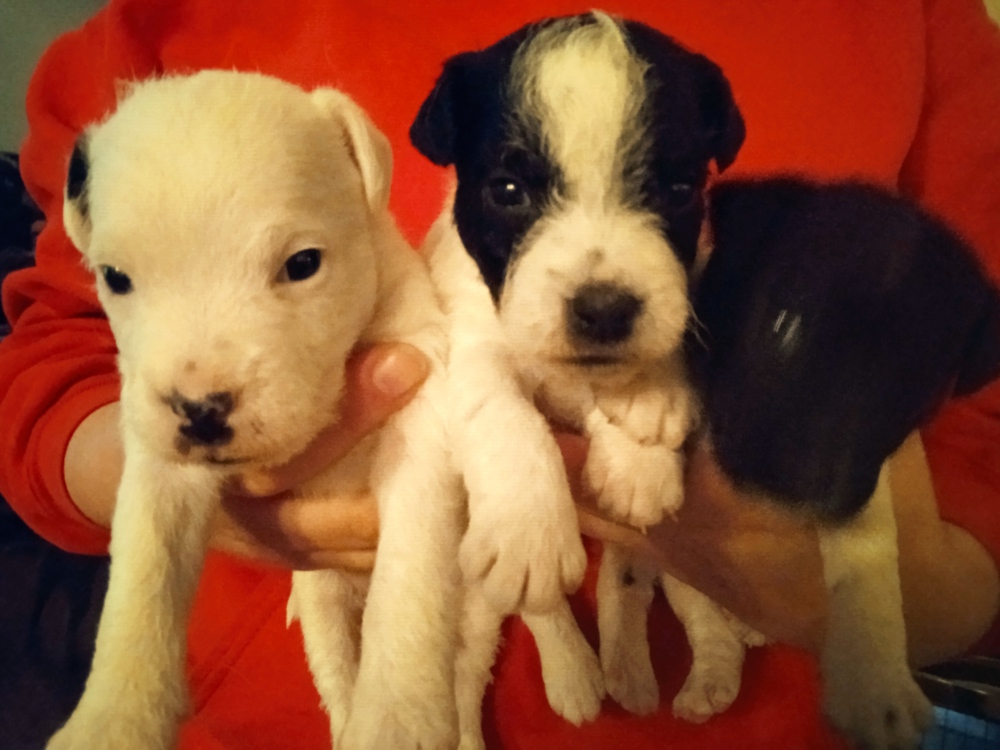Jack Russell Terrier Welpen geboren am 27.2.2024