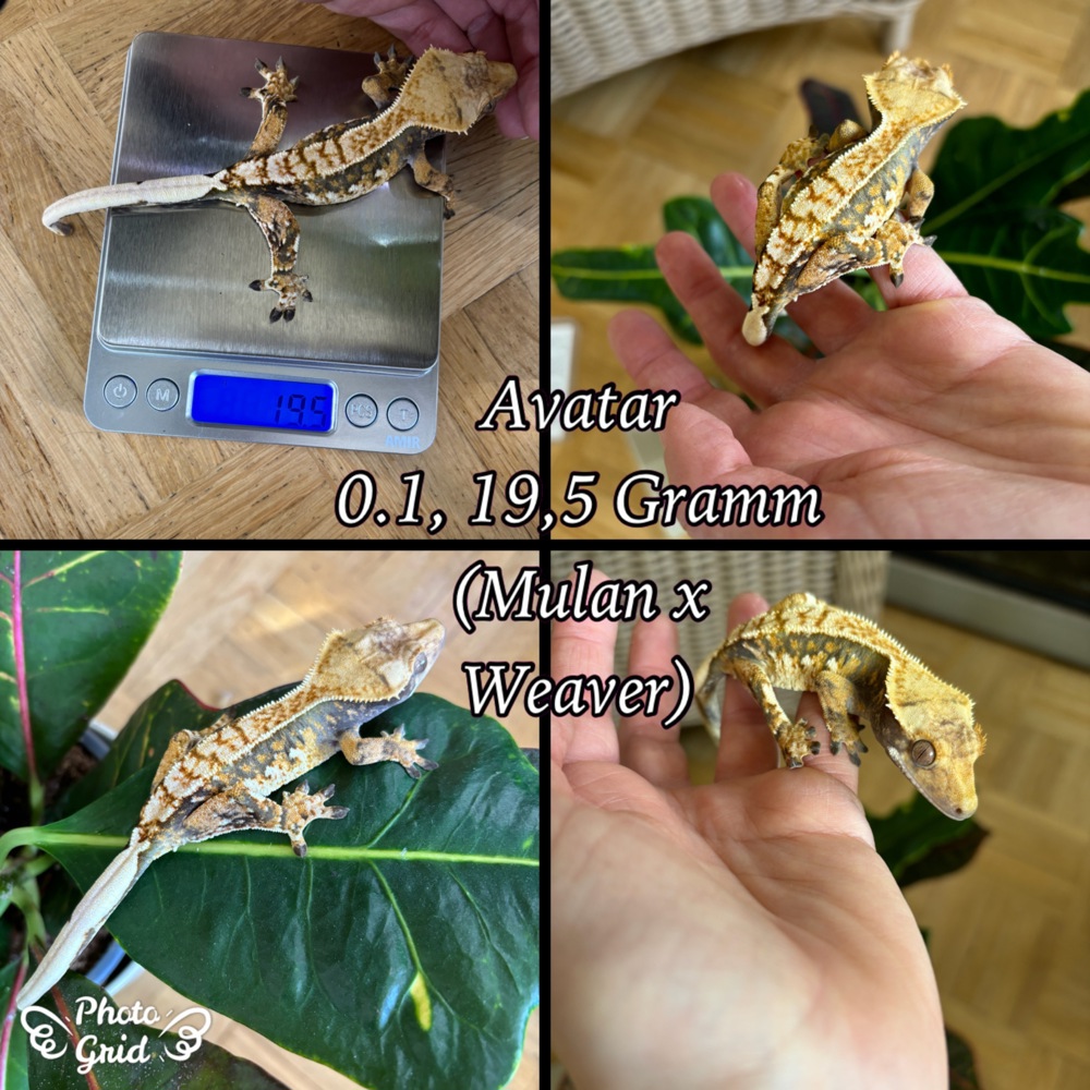 0.1 "Avatar" Crested Gecko   Kronengecko