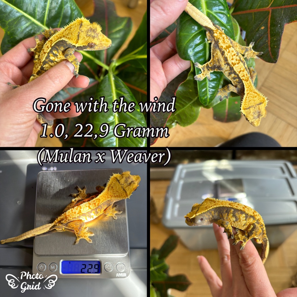 1.0 "Gone with the Wind" Crested Gecko   Kronengecko