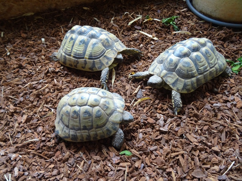 3 griechische Landschildkröten THB   2 Weibchen NZ 2008 +1 Männchen NZ 2001