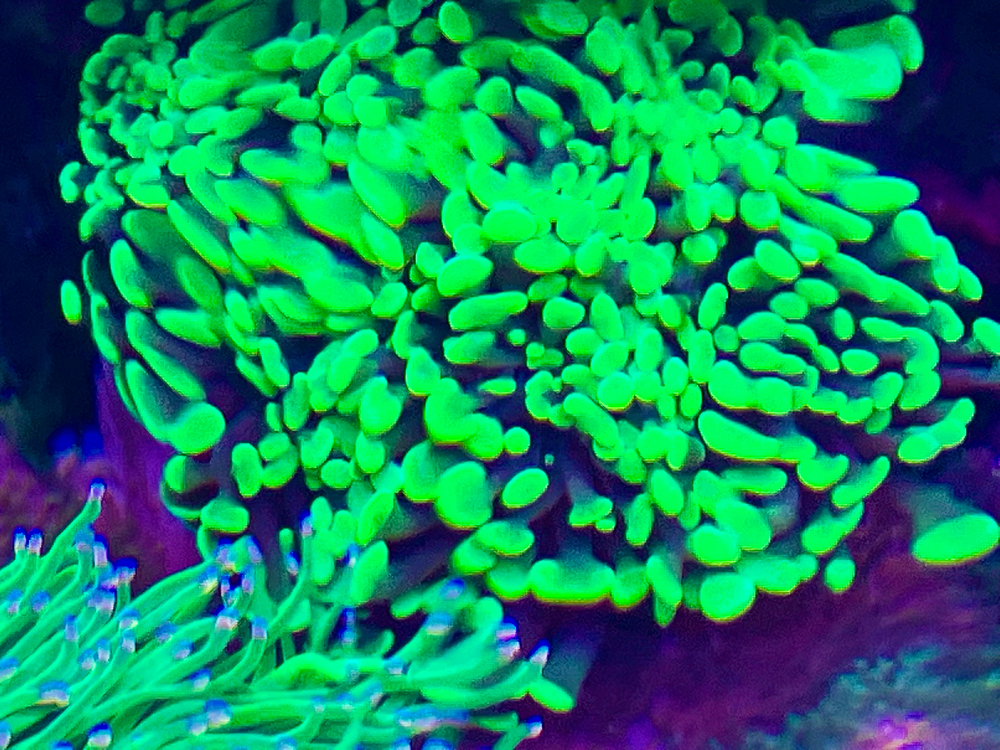 Euphyllia toxic korallen meerwasser anfänger 