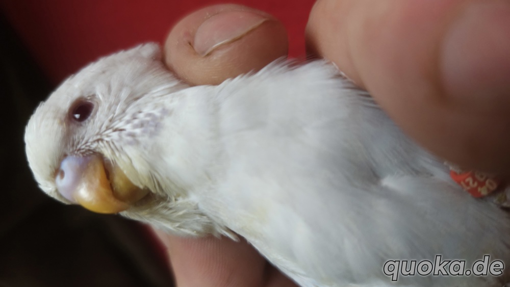 Wellensittich Regenbogen    schönste weltweit 