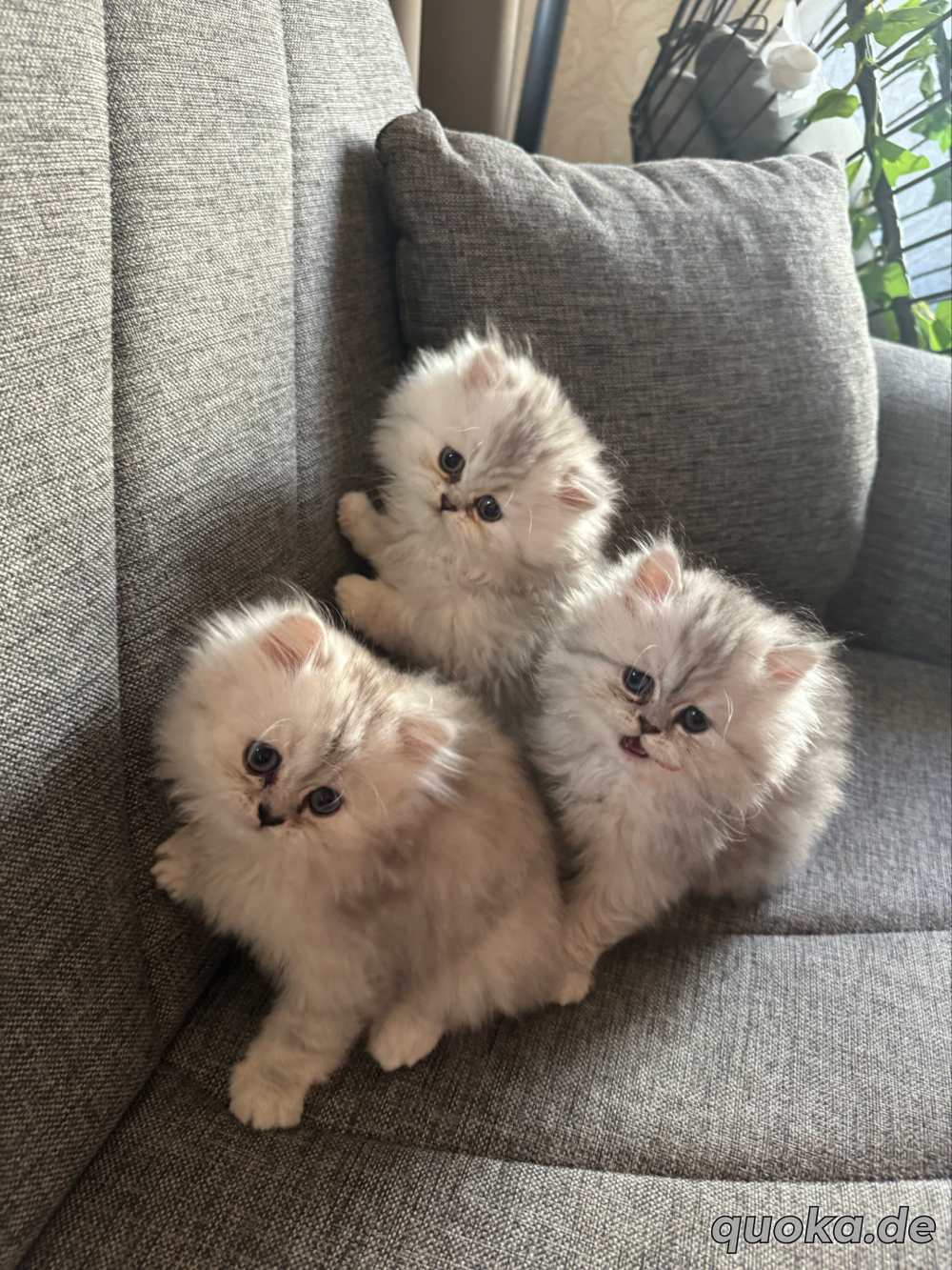 Baby Katzen (Kitten)