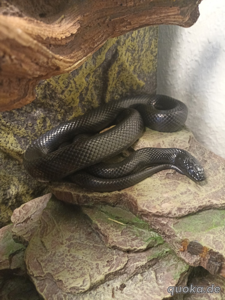 Schlangen abzugeben l.nigrita