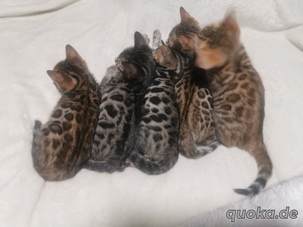 5 schöne Bengal Kitten